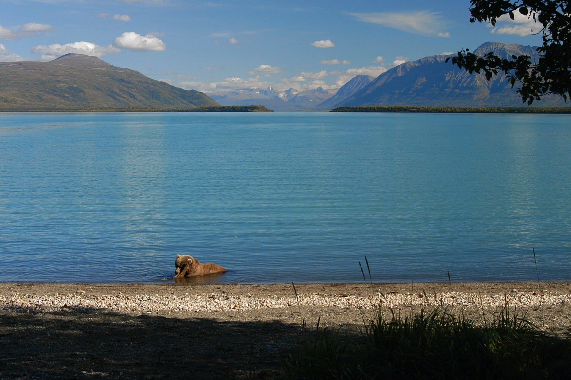 Naknek Lake: Alaska Wilderness Fishing and Wildlife in Bristol Bay