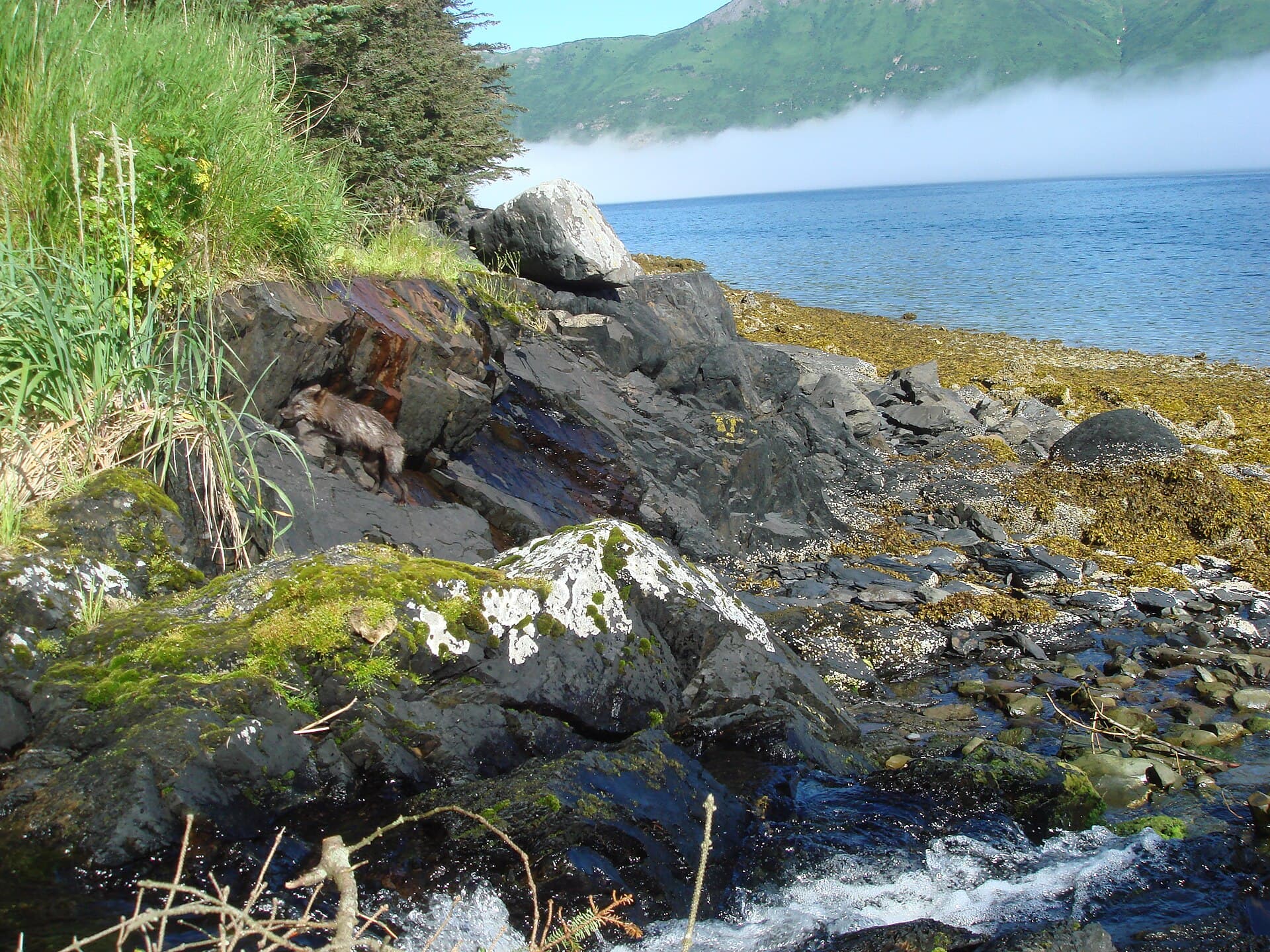 Raspberry Island, Alaska: Wildlife and Wilderness in the Kodiak Archipelago