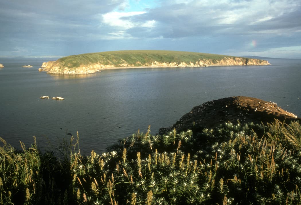 Chamisso Island: Remote Arctic Wildlife Haven in Northwest Alaska
