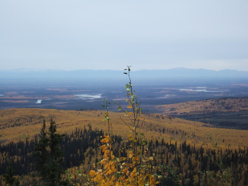Chena River: Paddling, Fishing and Wildlife in Fairbanks, Alaska