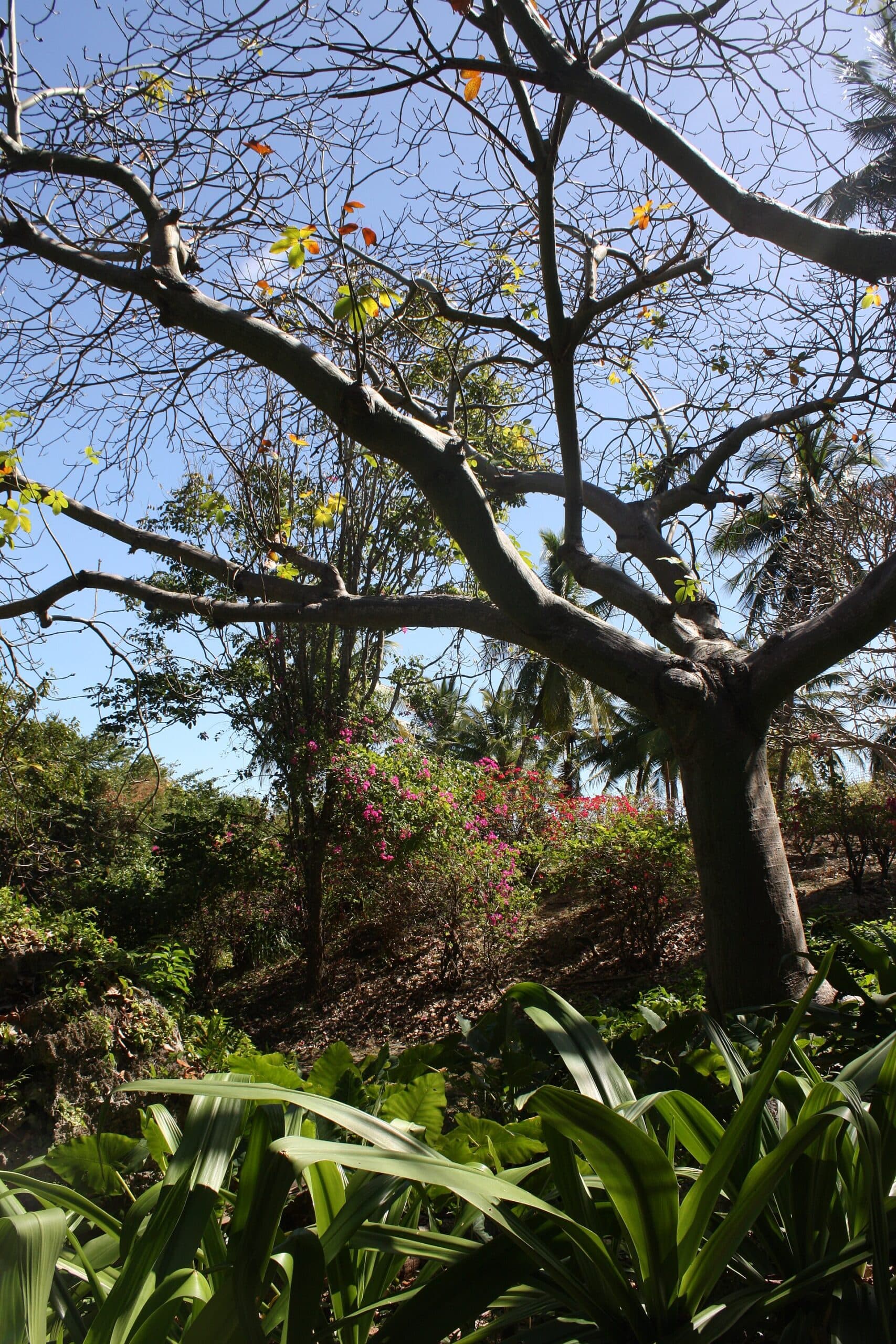 Andromeda Botanic Gardens: Barbados’ Hillside Tropical Sanctuary