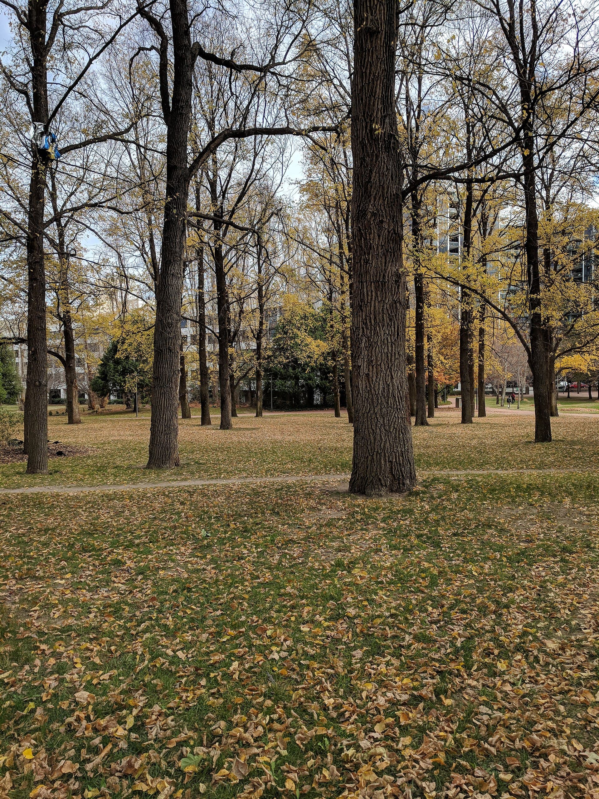 Glebe Park: Canberra’s Historic Green Retreat
