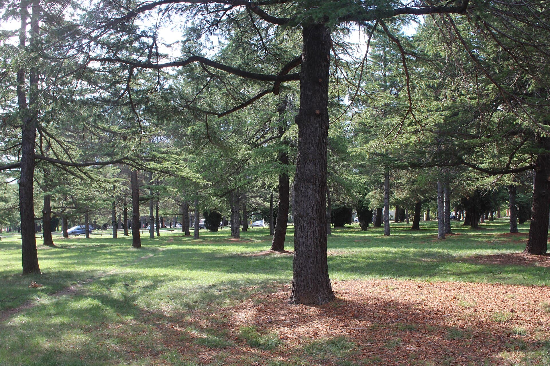 Haig Park: Canberra’s Pine-Lined Urban Retreat