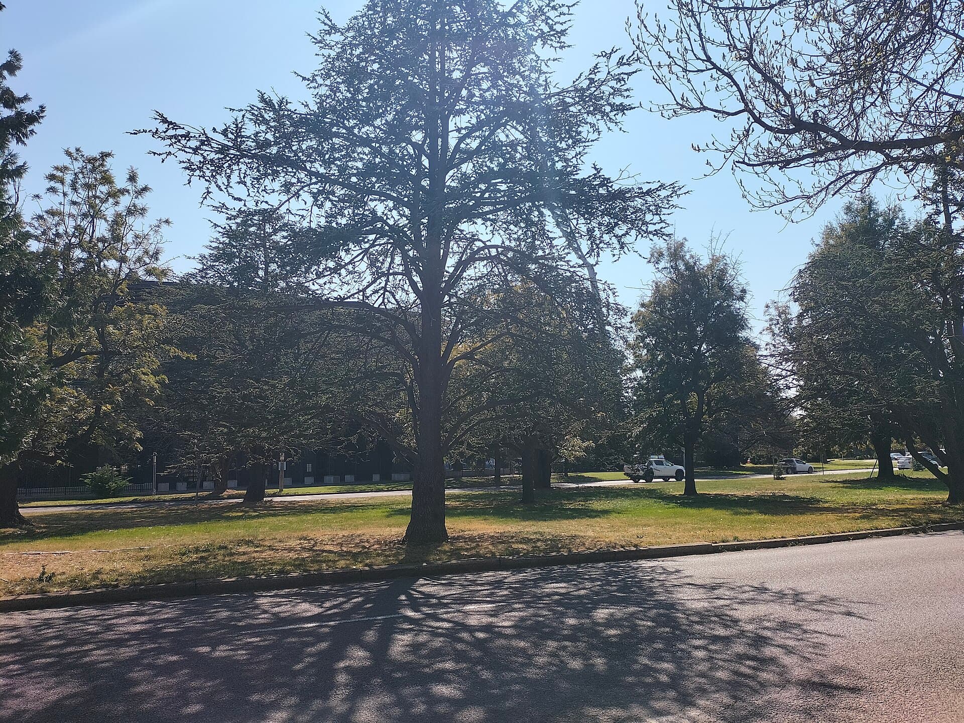 Manuka Park: Canberra’s Leafy Retreat in the Heart of Manuka Village