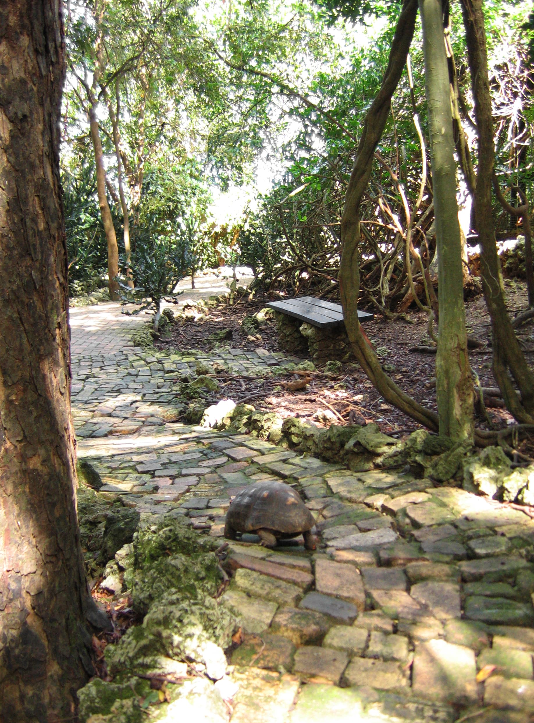 Barbados Wildlife Reserve: A Natural Sanctuary for Caribbean Wildlife