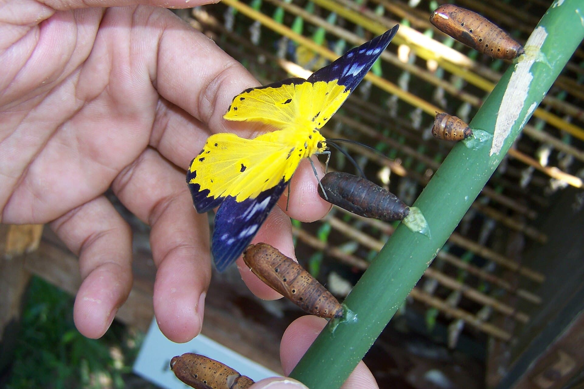 Banteay Srey Butterfly Centre: Cambodia’s Serene Butterfly Sanctuary