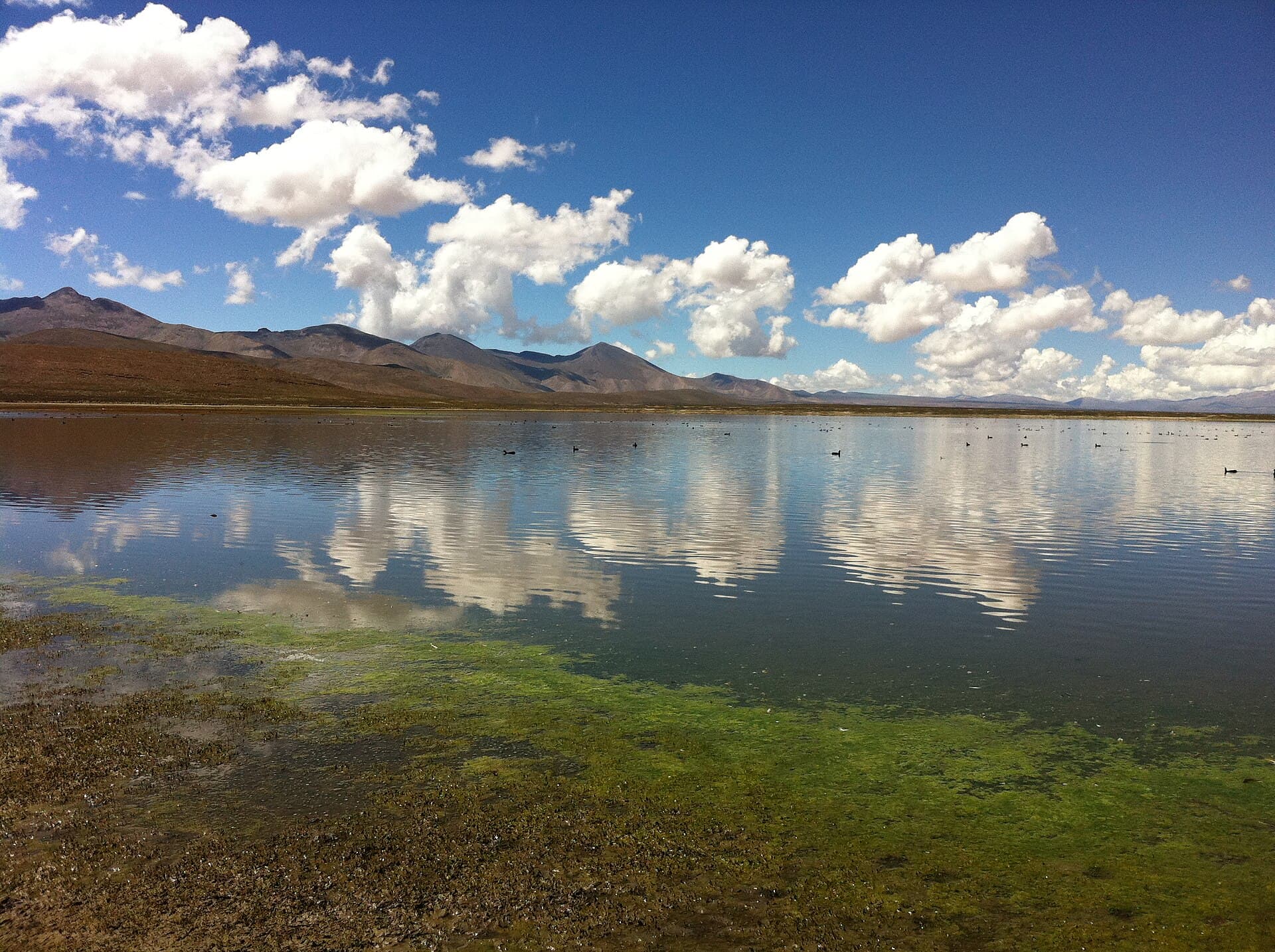 Tajzara Lake: Bolivia’s Highland Flamingo Sanctuary in Tarija