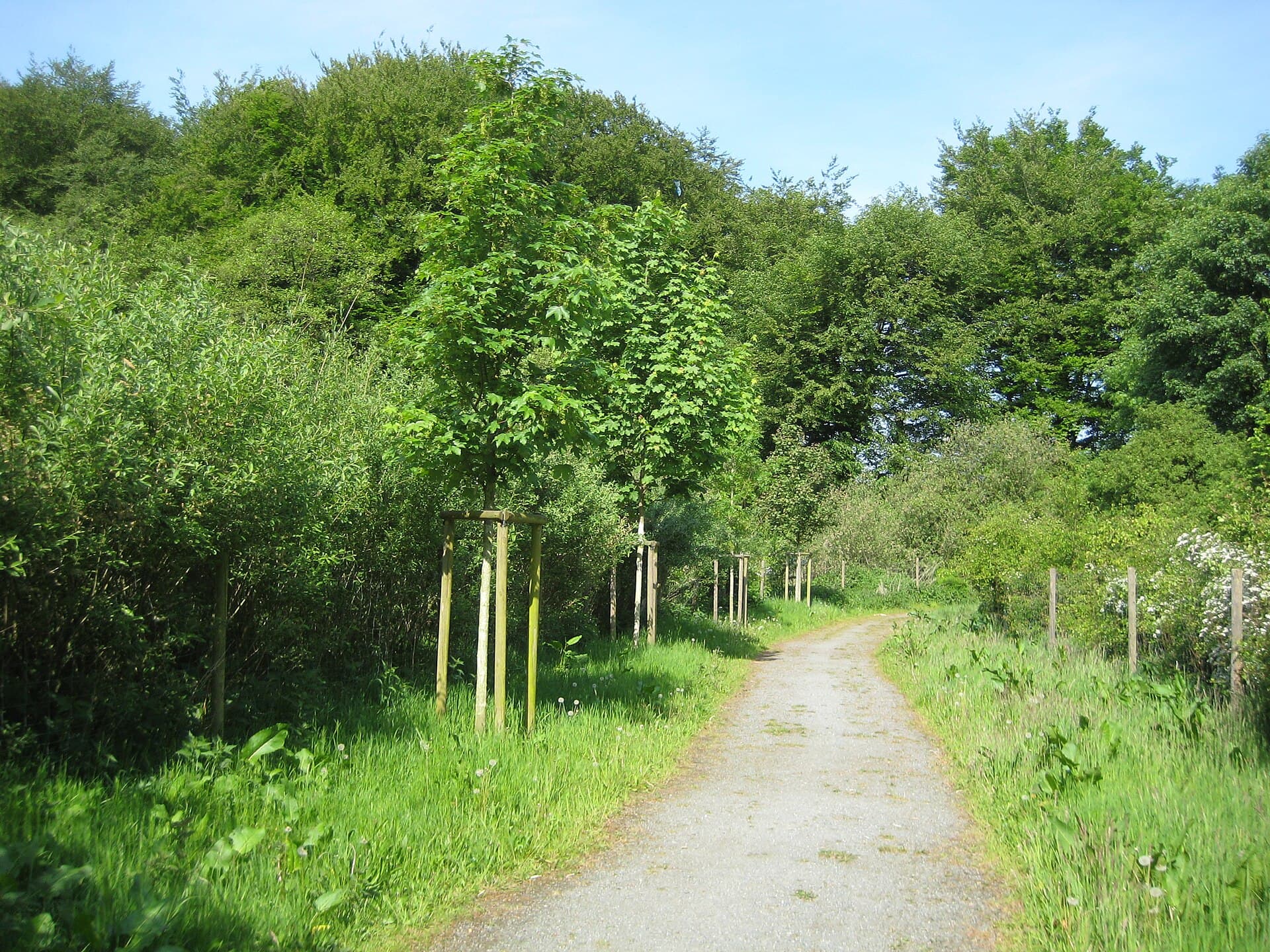 Krietes Wald (Im Holze): A Protected Forest Sanctuary Near Bremen