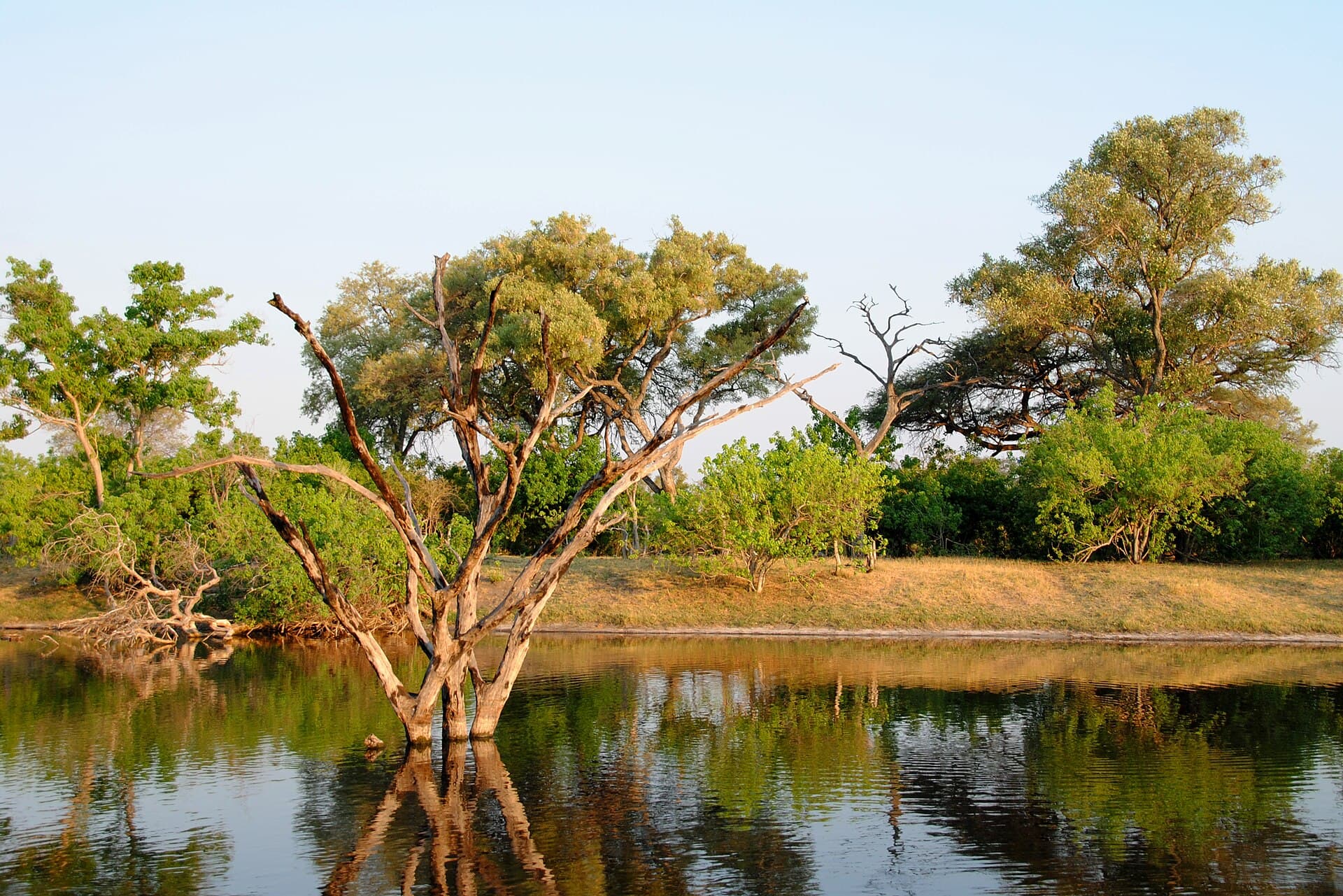 Savuti Channel: Botswana’s Seasonal River of Wildlife Drama