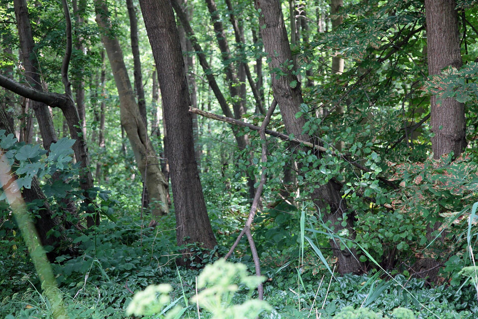 Vogelschutzgehölz Sodenmatt: A Quiet Bird Sanctuary in Bremen’s Huchting District