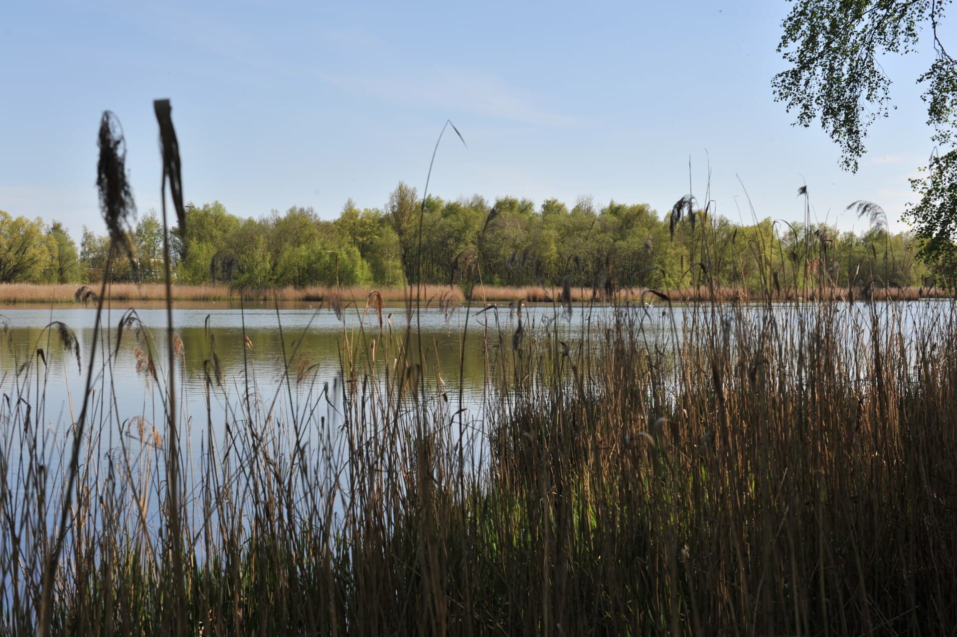 Weserportsee: Bremen’s Protected Harbor Lake Sanctuary