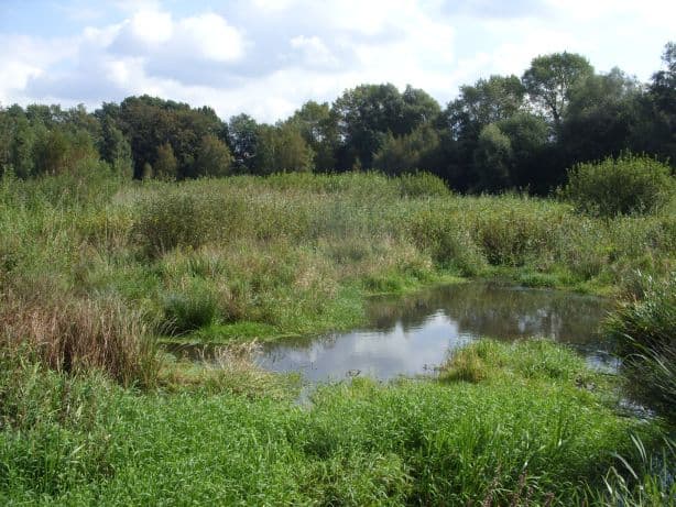 Ruschdahlmoor: Bremen’s Serene Protected Moorland in Burglesum