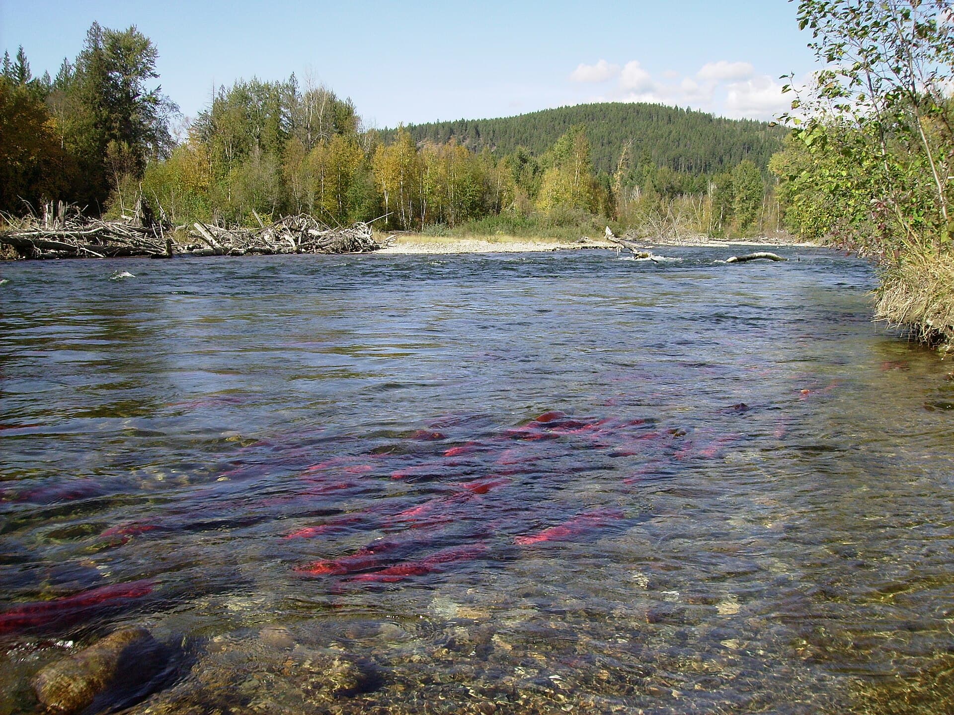 Adams River: Witnessing British Columbia’s Legendary Sockeye Salmon Migration