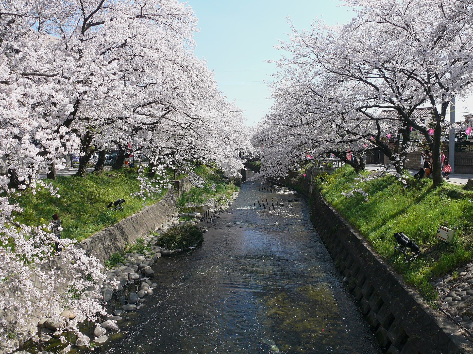 Gojō River: Cherry Blossom Paths and Riverside Walks in Aichi