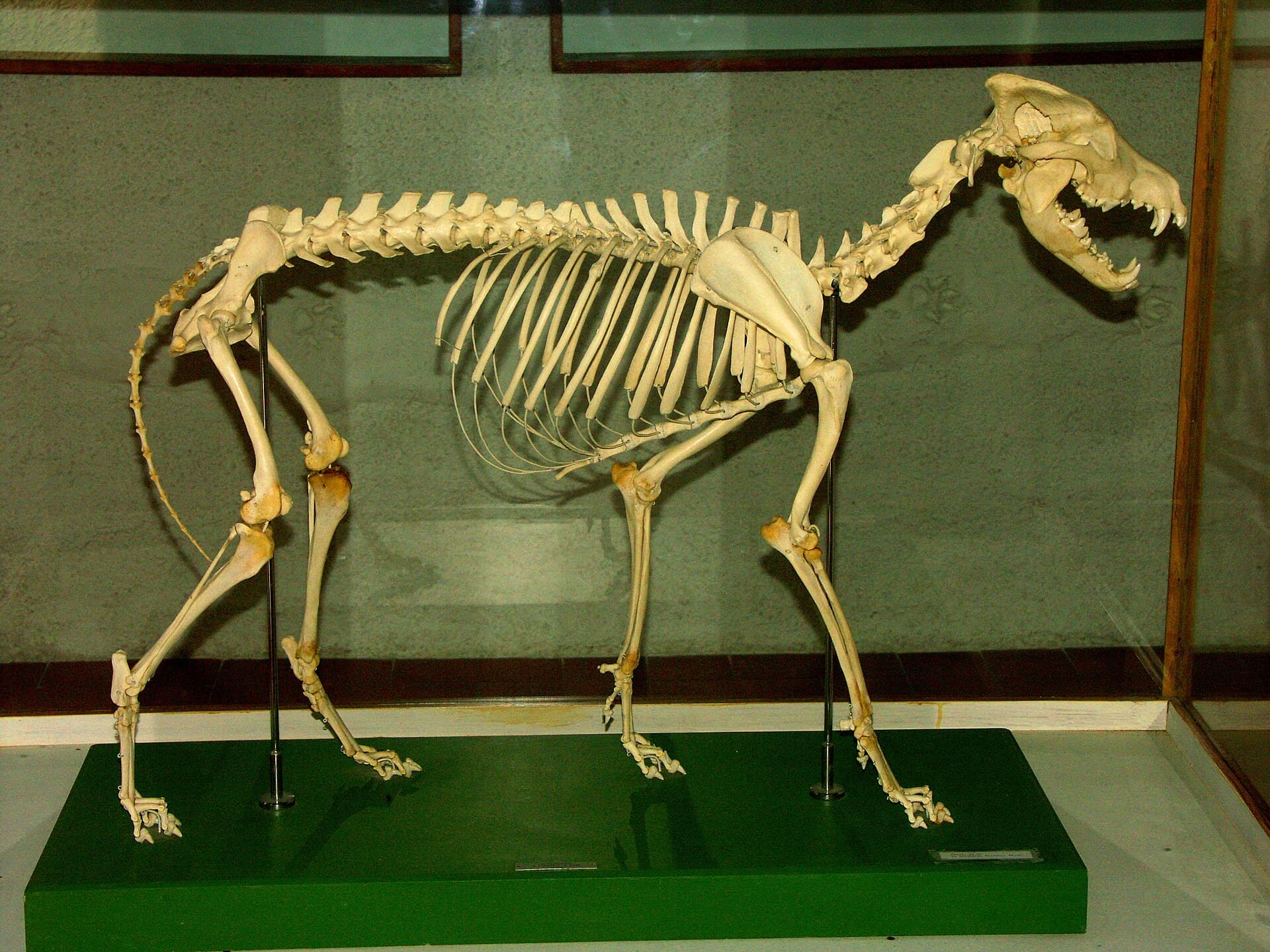 Museo del Lupo: Tracing the Apennine Wolf Through Abruzzo’s Mountain Heritage