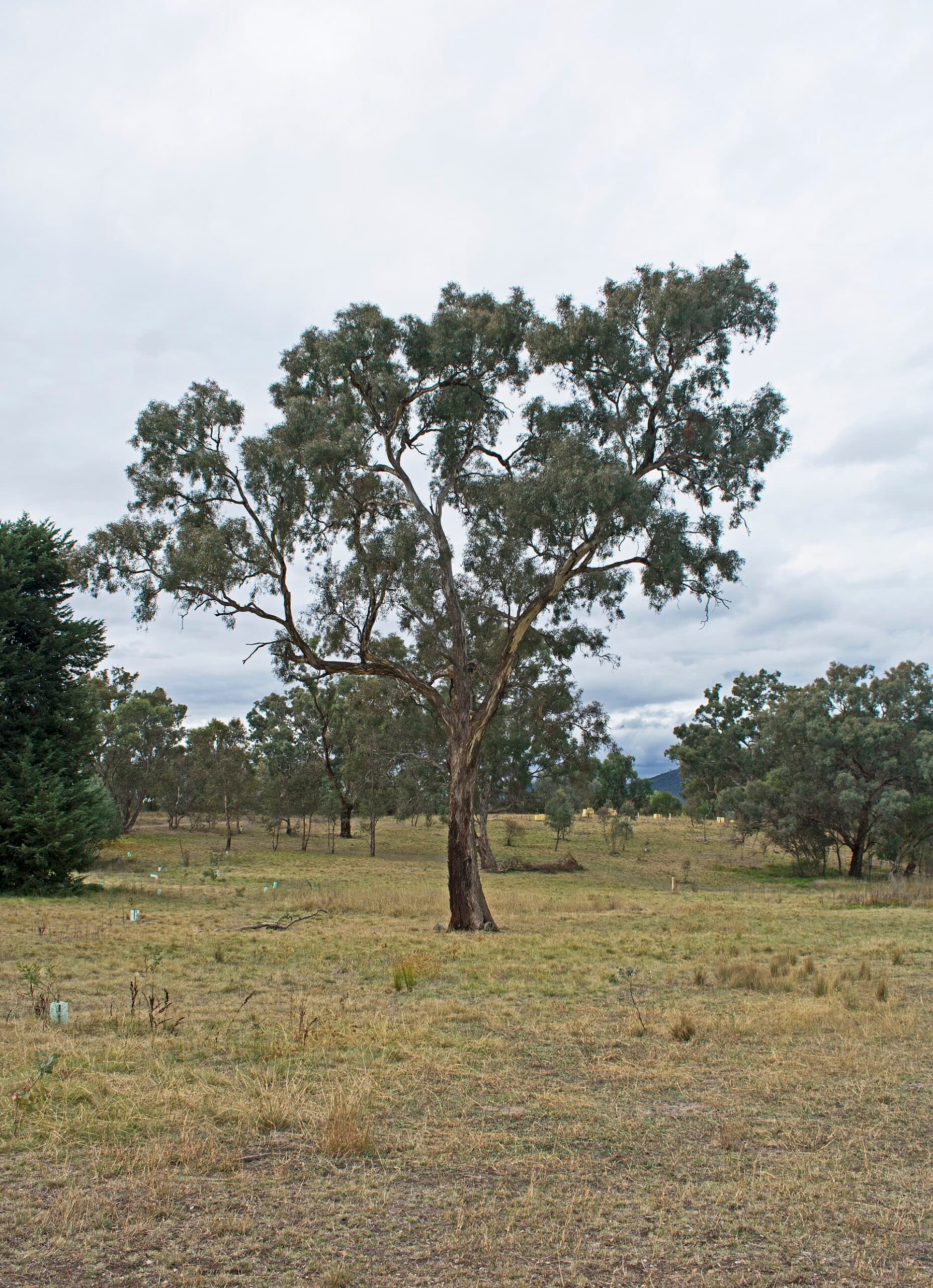 Stirling Park: Yarralumla’s Peaceful Native Bushland Escape