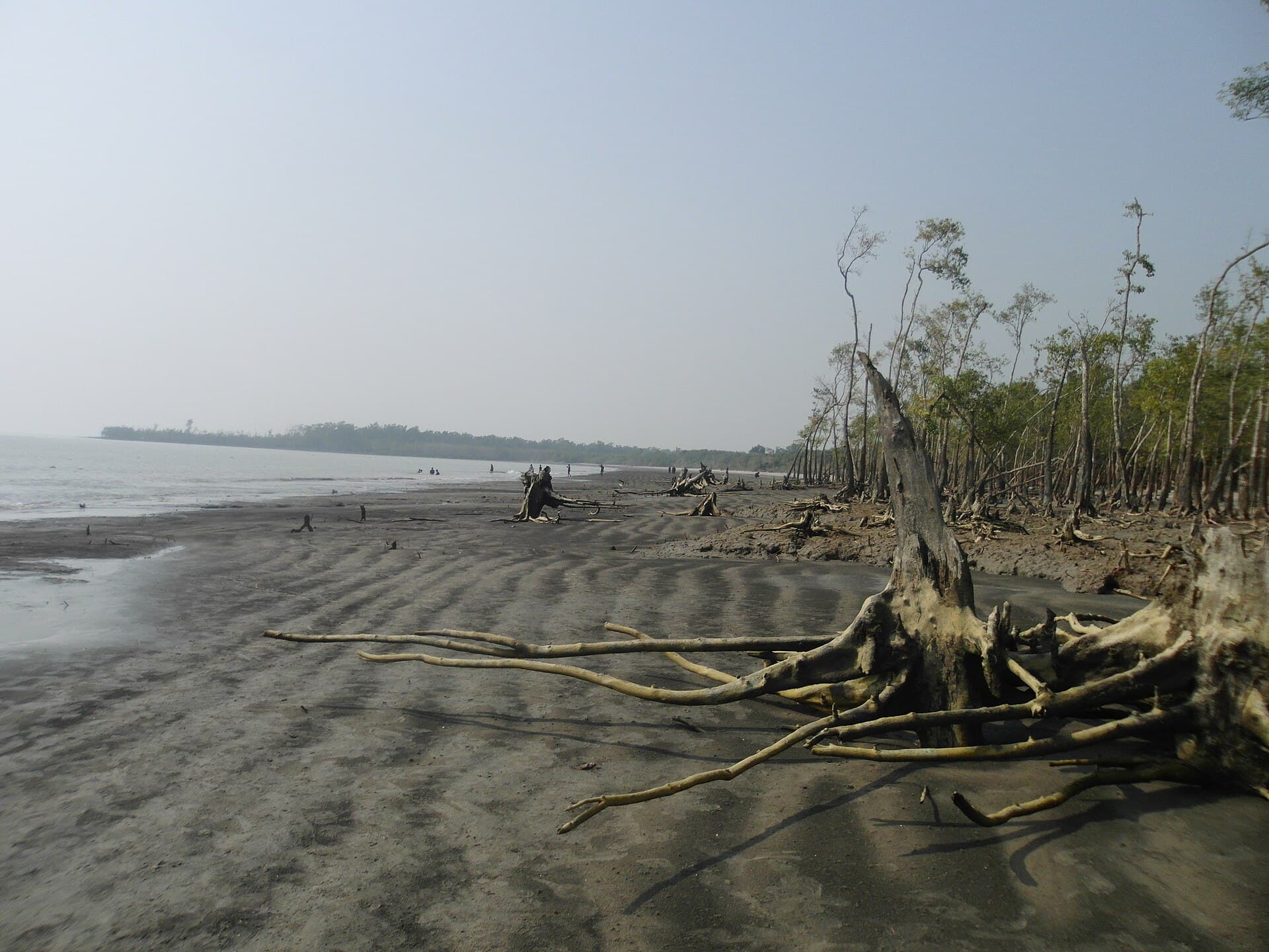 Kotka Sea Beach: Pristine Shores on the Edge of Bangladesh’s Sundarbans