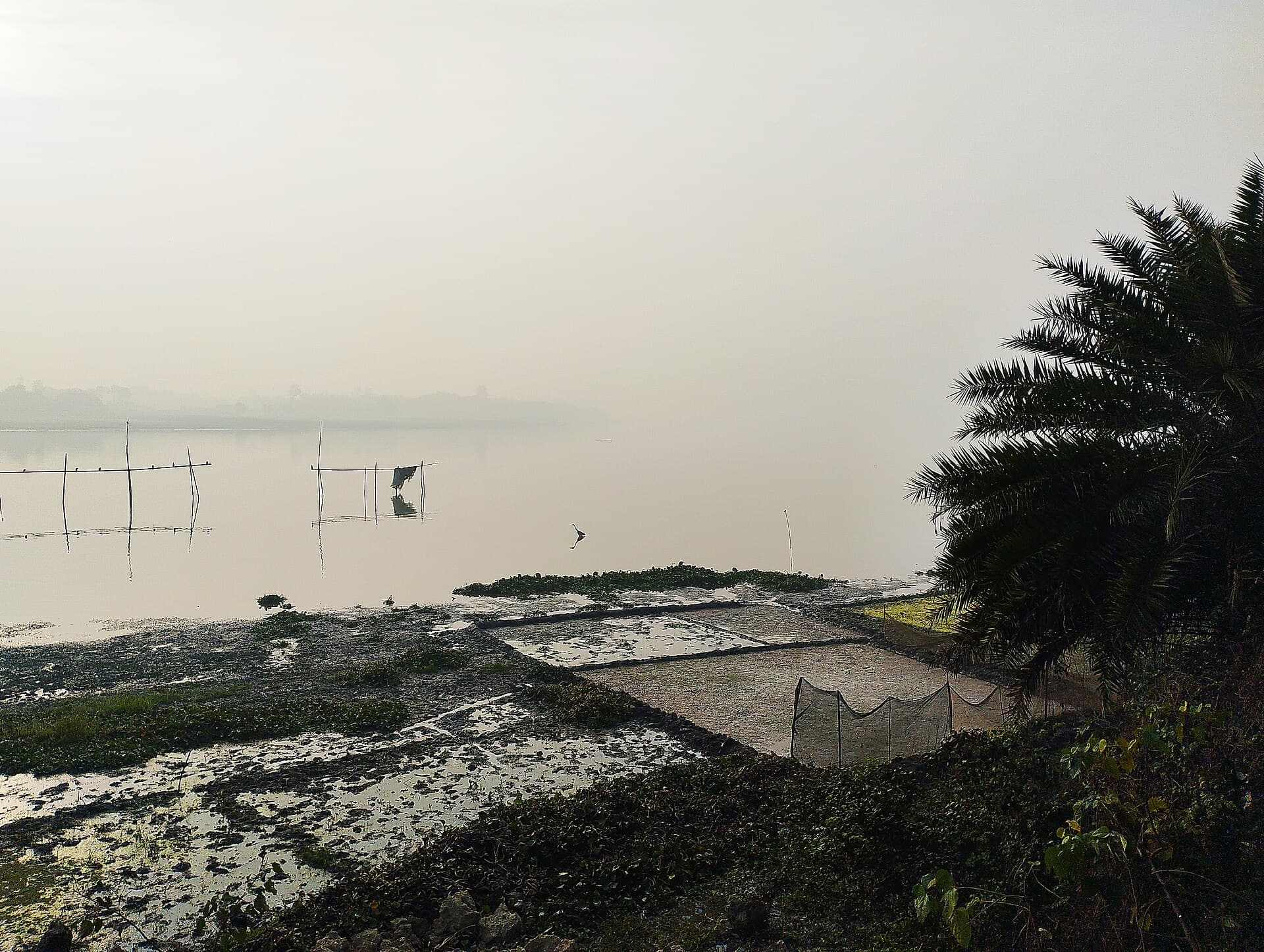 Chapaigachir Beel: A Peaceful Lake Escape in Kushtia Sadar