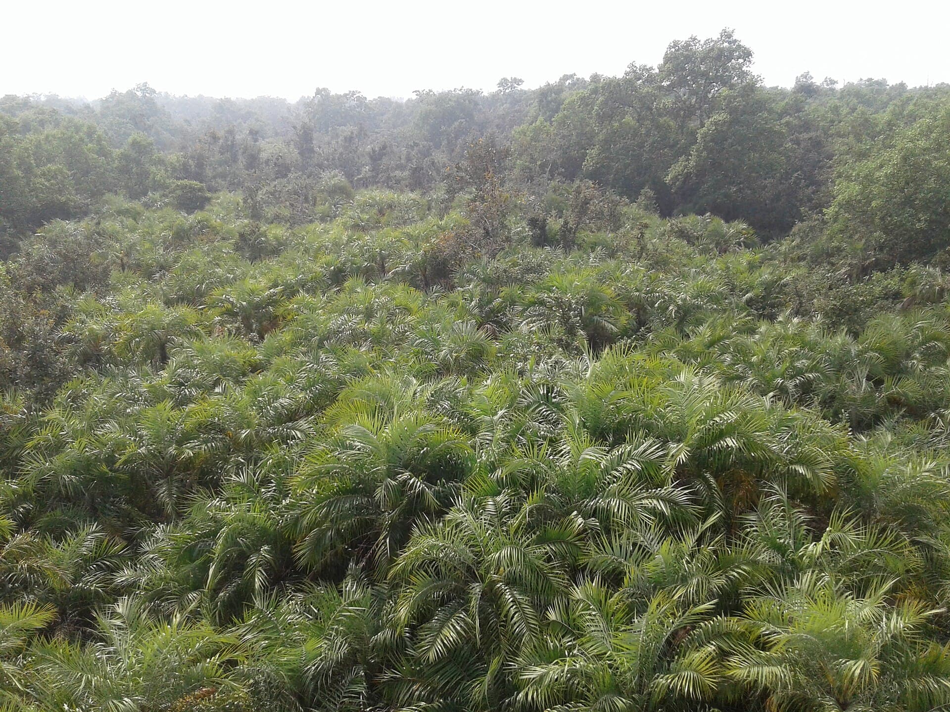 Chadpai Wildlife Sanctuary: A Gateway to Bangladesh’s Mangrove Wilderness