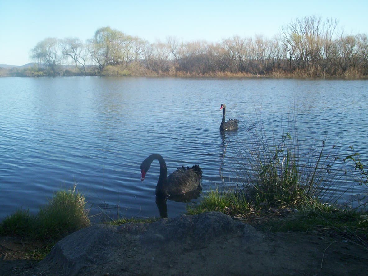 Molonglo River: Canberra’s Scenic Waterway for Walks, Wildlife and Quiet Escapes