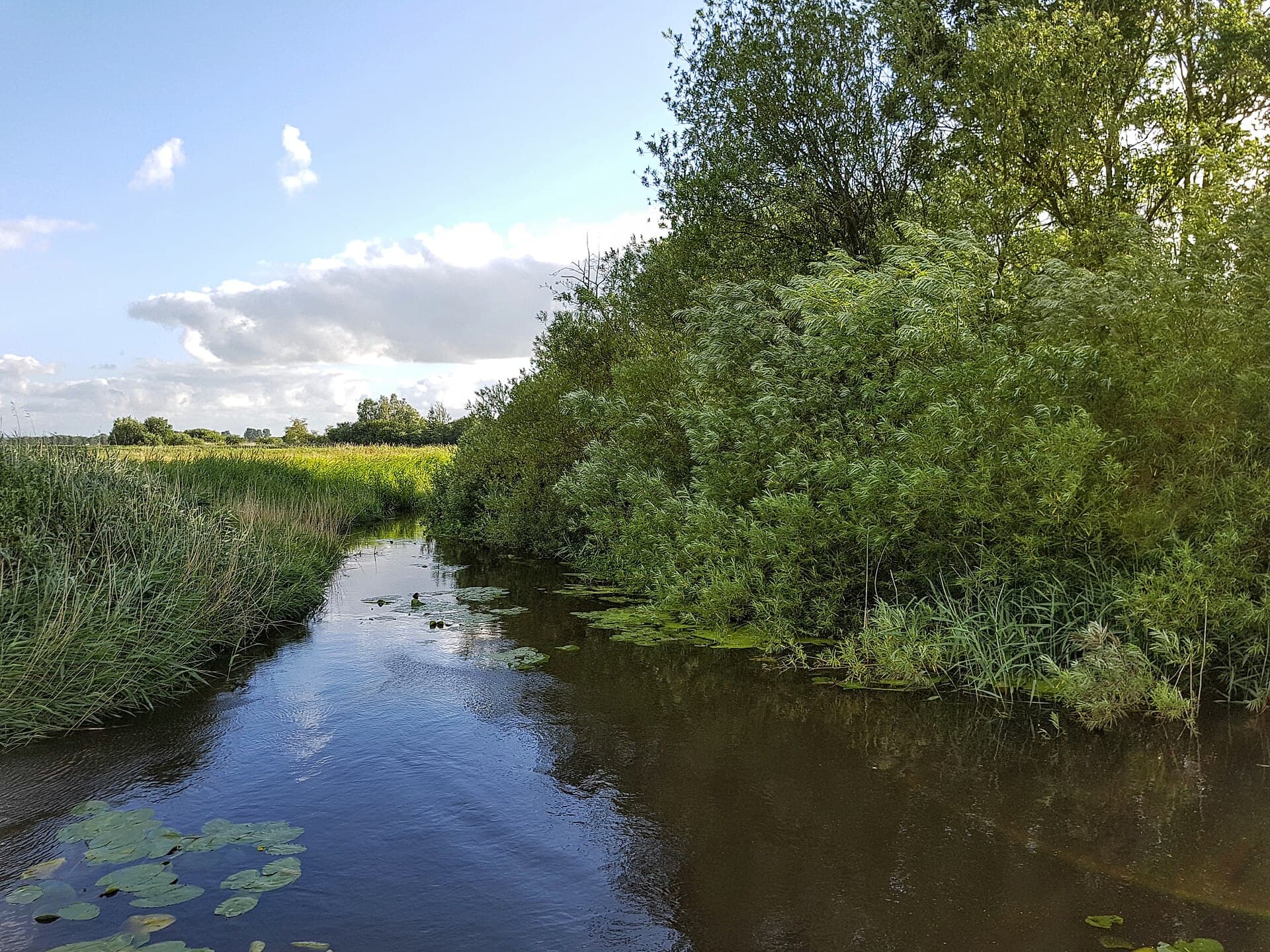 Rohrniederung: Exploring Bremerhaven’s Protected Reed Lowland