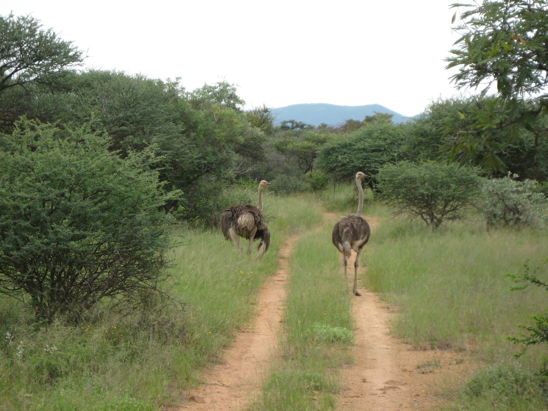 Mokolodi Nature Reserve: Botswana Wildlife Sanctuary Near Gaborone
