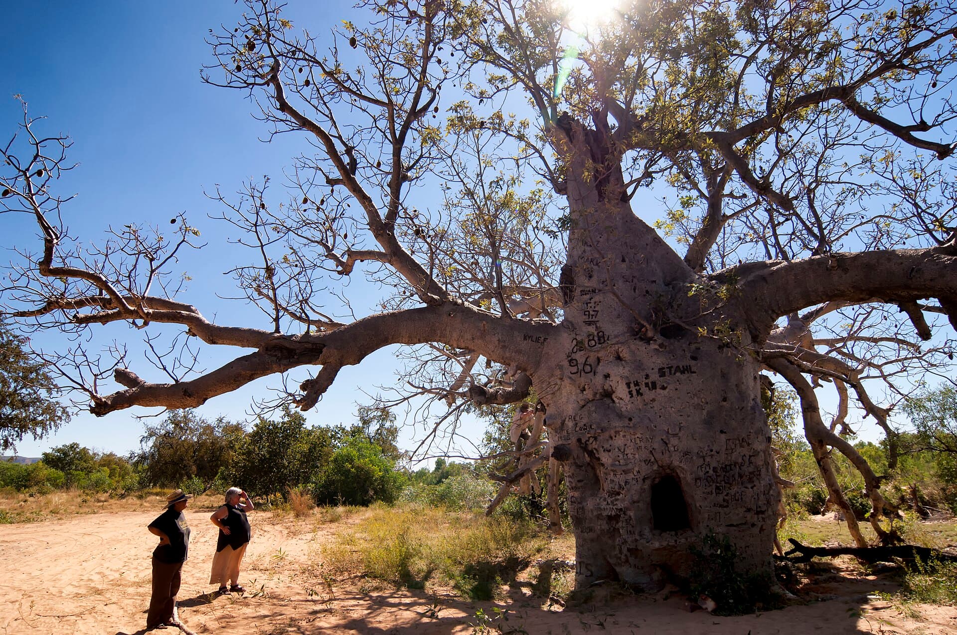 Boab Prison Tree: Botswana’s Historic Baobab Near Kasane