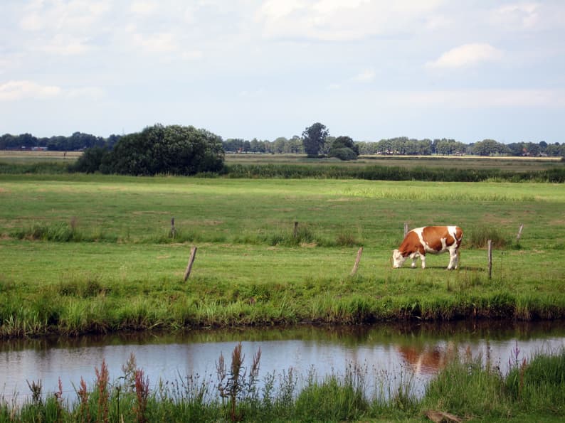 Blockland – Burgdammer Wiesen: Bremen’s Protected Meadow Reserve