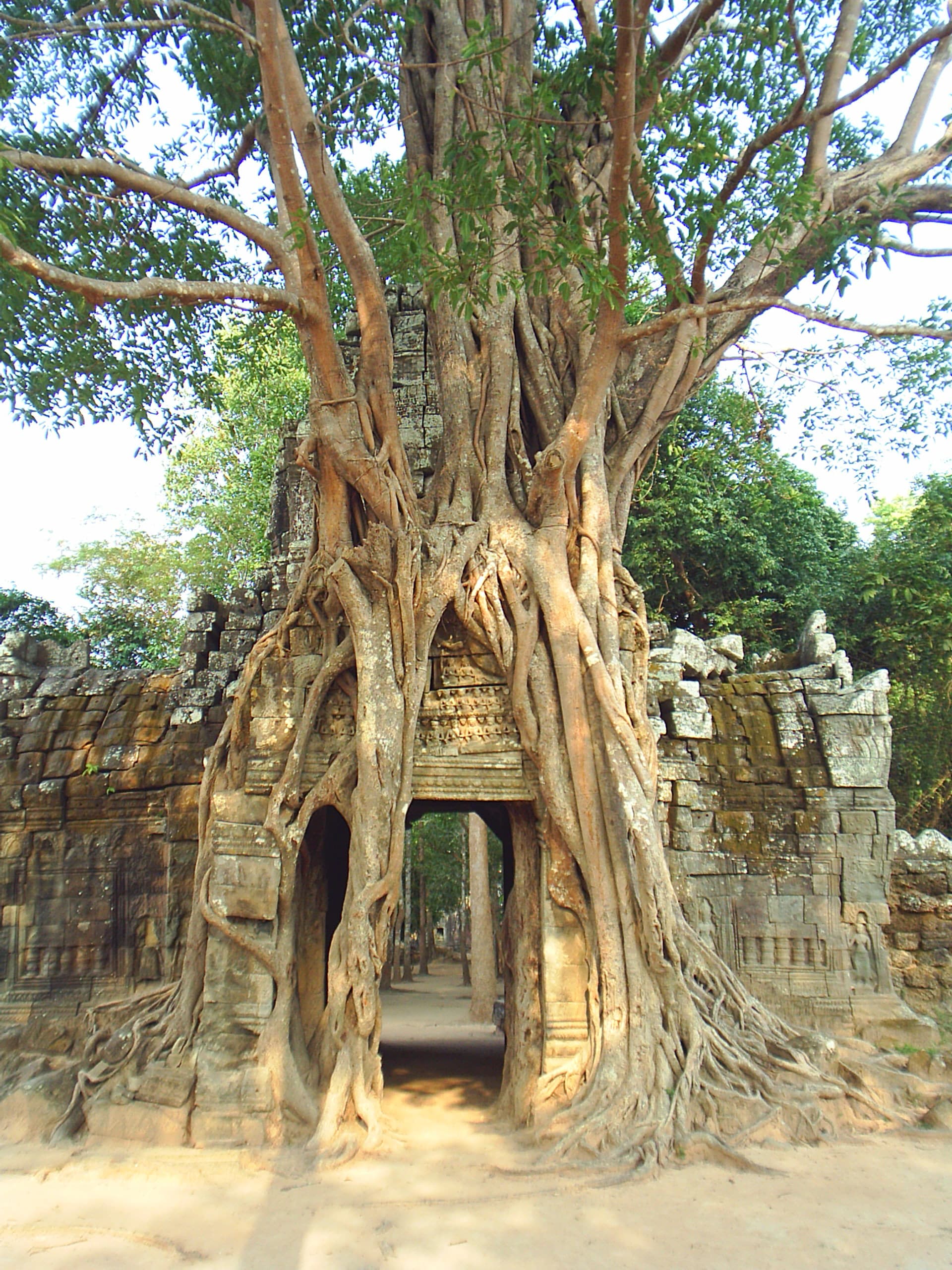 Ta Som: A Quiet Temple Wrapped in Roots at Angkor
